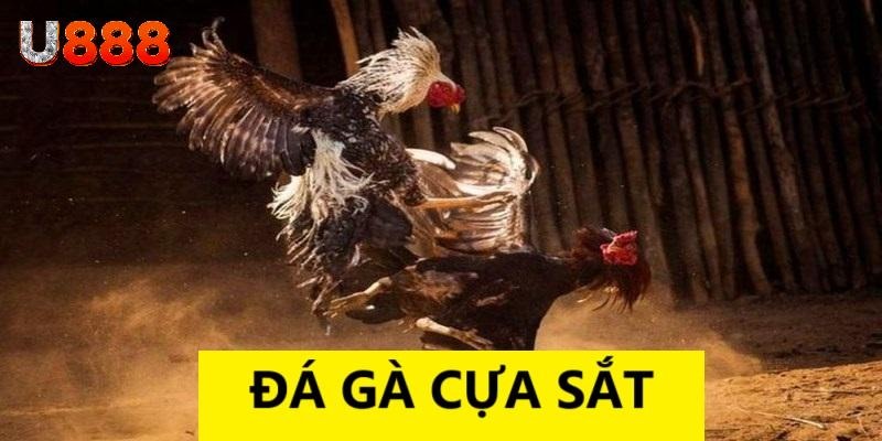 Đá gà cựa sắt U888 là trận đấu được đông đảo người chơi tham gia