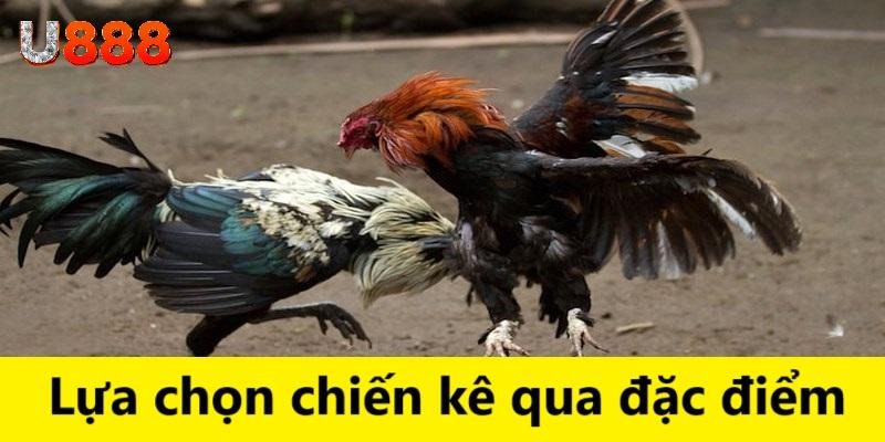 Lựa chọn chiến kê là một mẹo hữu ích trong đá gà online