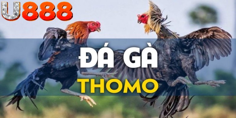 Thông tin chi tiết về trực tiếp đá gà Thomo tại U888