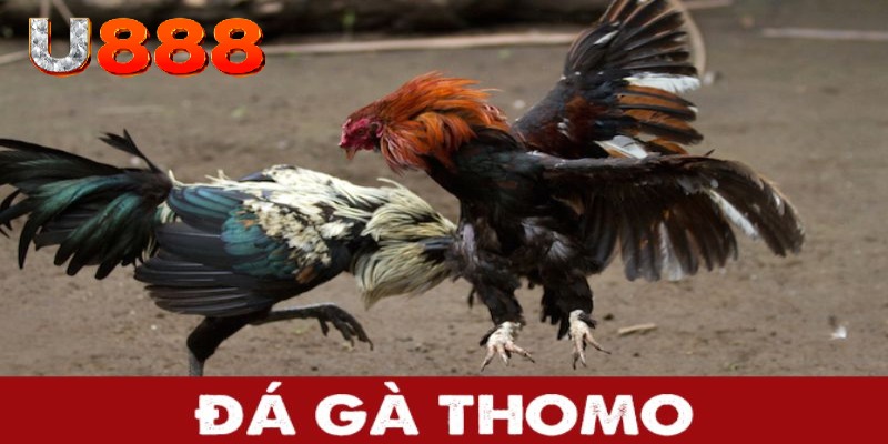 Đá gà trực tiếp thomo tại trang web U888